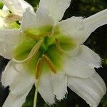 Hymenocallis liriosme Květ