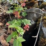 Ribes laxiflorum Blüte