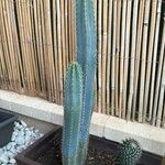 Pilosocereus pachycladus ഇല