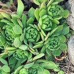 Sempervivum montanumDeilen