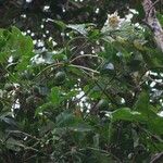 Passiflora adenopoda Hàbitat