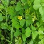 Oxalis strictaപുഷ്പം