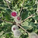 Arctium tomentosumപുഷ്പം