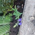 Salvia chamaedryoides Fleur