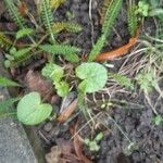 Centella asiatica Ліст