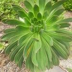 Aeonium appendiculatum Bañares葉