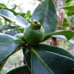 Psidium cattleianum Plod