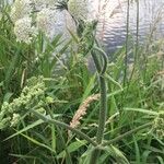 Heracleum sphondyliumÕis