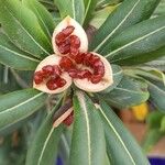 Pittosporum tobiraFruit