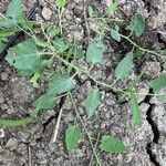 Atriplex glabriuscula Folha