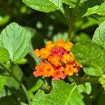 Lantana × strigocamara Flower