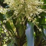 Cordyline mauritiana Λουλούδι