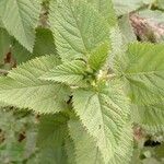 Urtica massaica Leaf