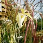 Brassavola tuberculataΛουλούδι