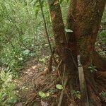 Garcinia epunctata Φλοιός