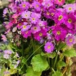 Primula malacoides Alkat (teljes növény)