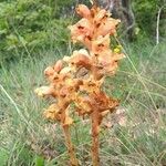 Orobanche caryophyllacea Kwiat