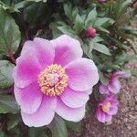 Paeonia corsica Flower