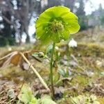 Helleborus viridisBlomma