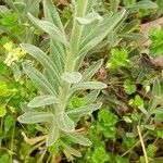 Fibigia clypeata Leaf