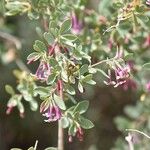 Symphoricarpos longiflorus Flower