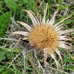 Carlina acaulis Blüte