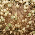 Allium atroviolaceum x Allium polyanthum Mbuma