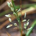 Eragrostis unioloides Liść