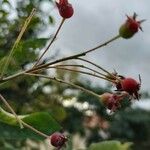 Amelanchier lamarckii Fruit