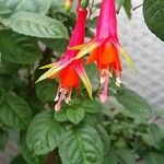 Fuchsia fulgens Blüte
