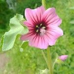 Lavatera arborea ফুল