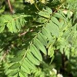 Sorbus koehneana Leaf