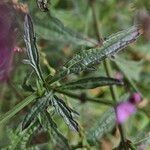 Verbena officinalis Likasa
