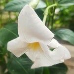 Mandevilla boliviensis Blüte