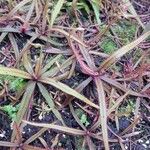 Drosera adelae Hoja