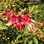 Erythrina herbacea Flower