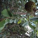 Annona crassiflora Ліст