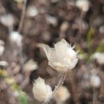 Xeranthemum annuumFruit