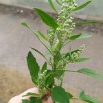 Chenopodium berlandieri Foglia