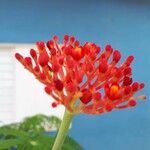 Jatropha multifida Квітка