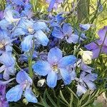 Delphinium grandiflorum Costuma