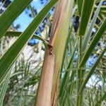 Arundo donax 樹皮