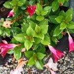 Mandevilla sanderi 整株植物