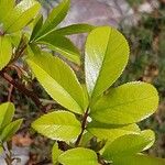 Rosa laevigata Leaf