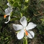 Hibiscus flavifolius ശീലം