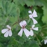 Pelargonium mossambicense Flower