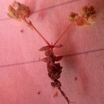 Radiola linoides Vivejo