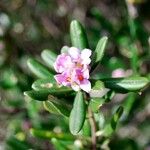 Daphne sericea Kvet