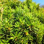 Taxus cuspidataLeaf