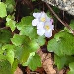 Cymbalaria muralis Žiedas